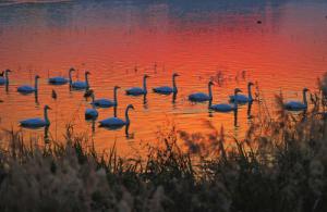 來約！萬只白天鵝在三門峽等你